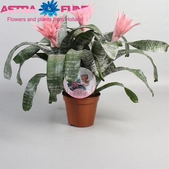 Aechmea Tristar 3PP photo