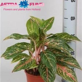 Aglaonema Butterfly Foto