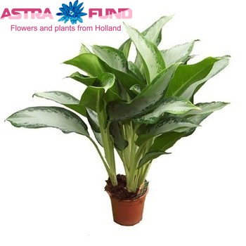 Aglaonema Cleopatra Foto