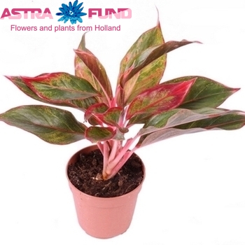 Aglaonema Crete photo