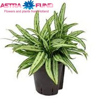 Aglaonema Cutlass photo