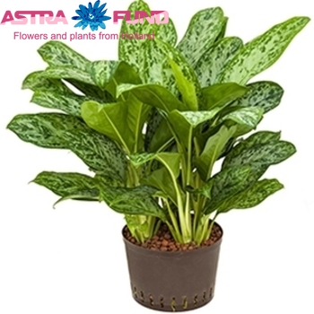 Aglaonema Greenlight Foto