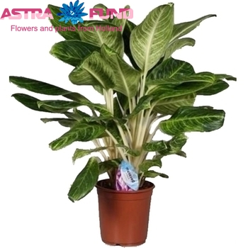 Aglaonema King Of siam photo