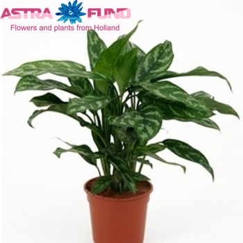 Aglaonema Maria photo