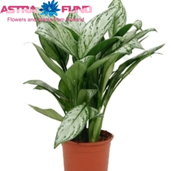 Aglaonema Maria Christina photo