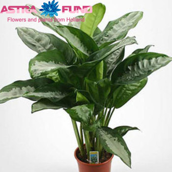 Aglaonema Pattaya Beauty Foto