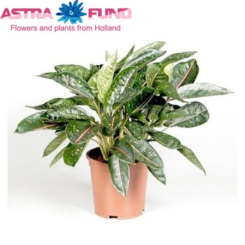 Aglaonema Pink Jade Foto