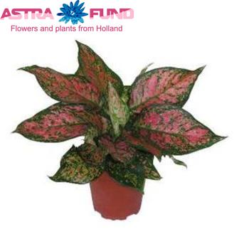 Aglaonema Pink Valentine photo