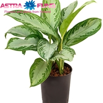 Aglaonema Silver Bay photo