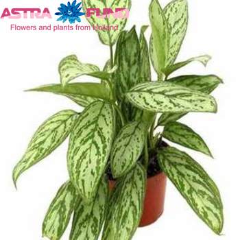 Aglaonema Silver Queen photo