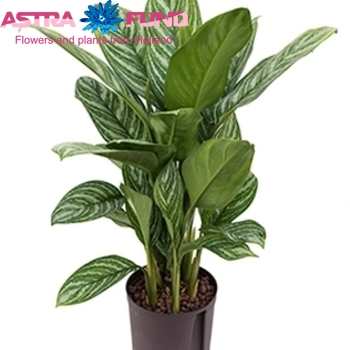 Aglaonema Stripes photo