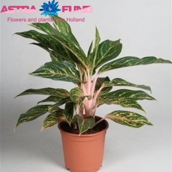 Aglaonema Suzy photo