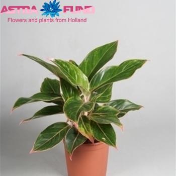 Aglaonema Tivoli photo