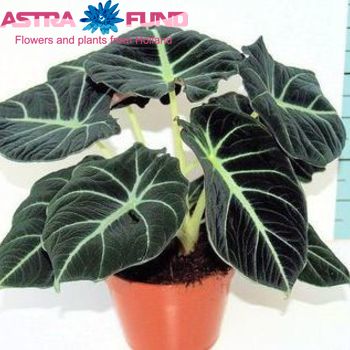 Alocasia Black Velvet photo