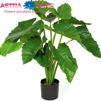 Alocasia Calidora photo