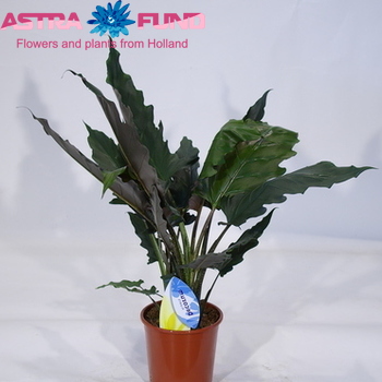 Alocasia Lauterbachiana photo