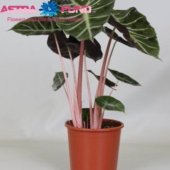 Alocasia Maroc photo