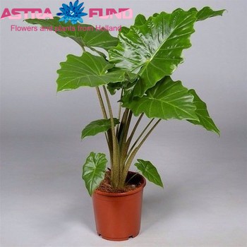 Alocasia Portodora photo