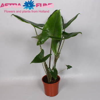 Alocasia Zebrina photo