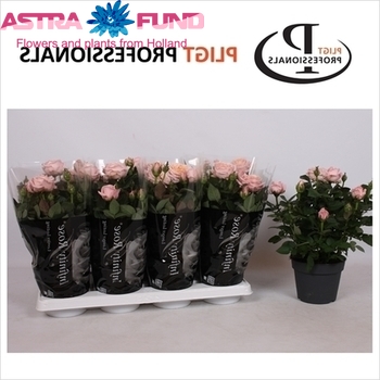 Rosa Amorosa Infinity Pink zdjęcie