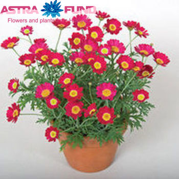 Argyranthemum Fr Red photo