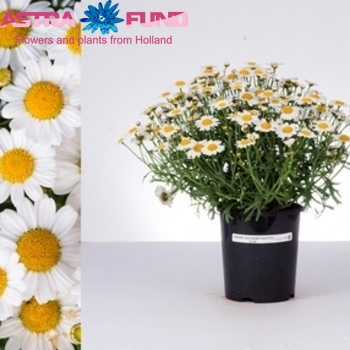 Argyranthemum Fr White photo