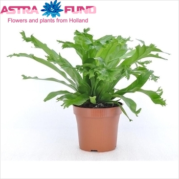 Asplenium Amy photo