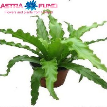 Asplenium Antiquum photo