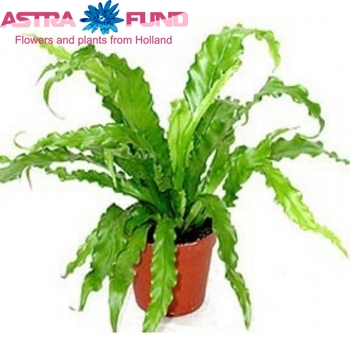 Asplenium Antiquum Osaka photo