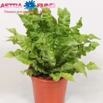 Asplenium Crispy Wave photo