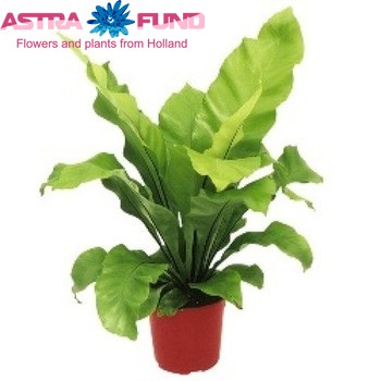 Asplenium Nidus photo