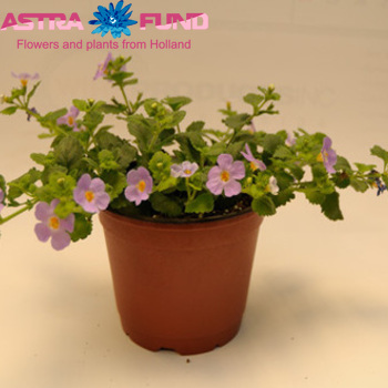 Bacopa Blue photo