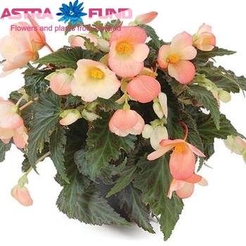 Begonia Angel Falls Foto