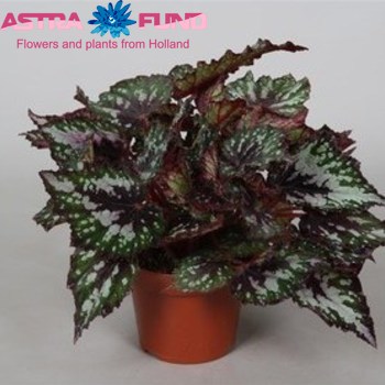 Begonia leaf Amazing Santiago Foto