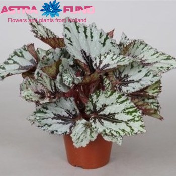 Begonia leaf Amazing Santos Foto