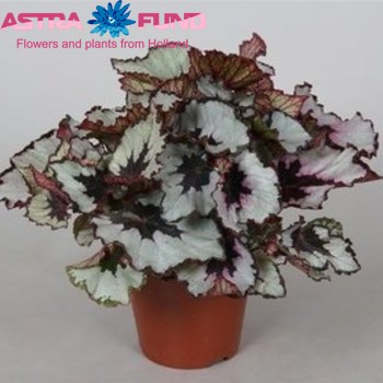 Begonia leaf Amazing Titica photo