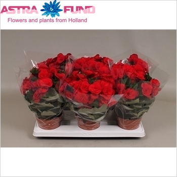 Begonia Premium Baladin photo