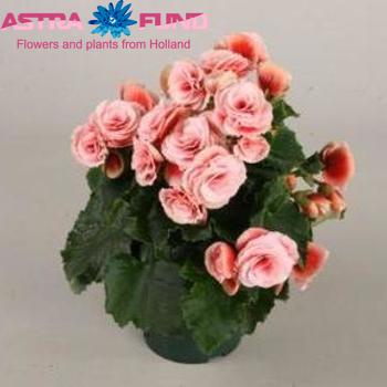 Begonia Premium Borias photo