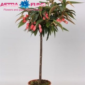 Begonia Tamaya On Stem photo