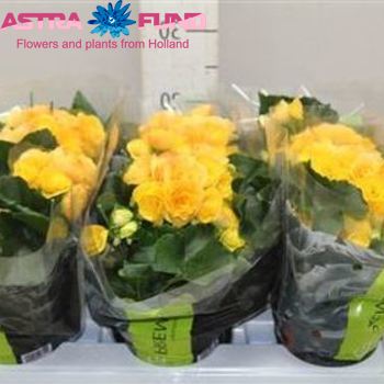 Begonia Vulcano Yellow Stone photo