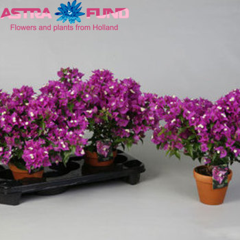 Bougainvillea Alexandra photo