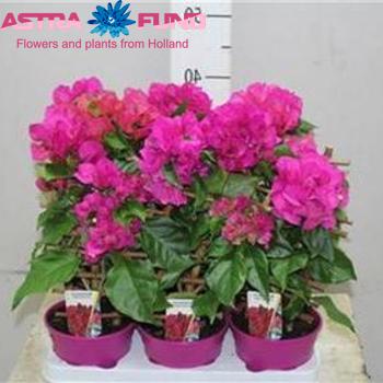 Bougainvillea Vera Deep Purple photo