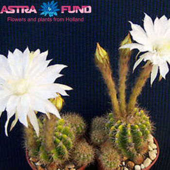 Кактус Echinopsis фото