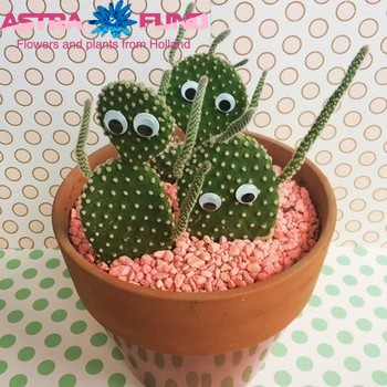 Cactus Eyes Cites фото