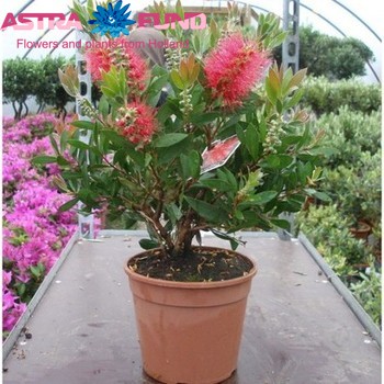 Callistemon Massoti Bush photo