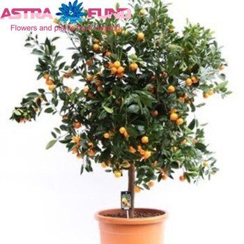 Citrofortunella  Calamondino zdjęcie