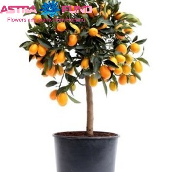 Citrofortunella  Kumquat foto