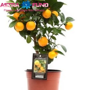 Citrofortunella Calamondin zdjęcie