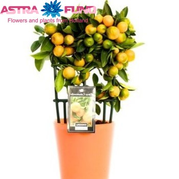 Citrofortunella Calamondin Bush zdjęcie