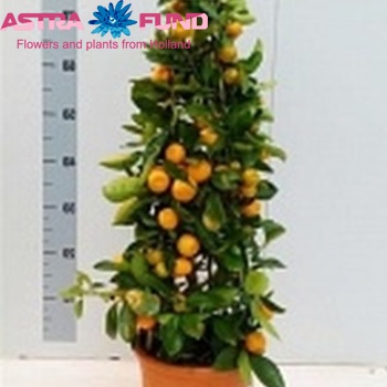 Citrofortunella Calamondin Pyramide zdjęcie